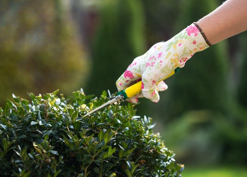 Team member pruning a shrub in a Brompton garden
